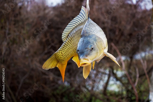 Obraz River fish sazan
