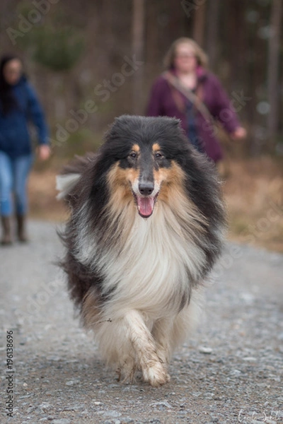 Obraz Tricolour Collie