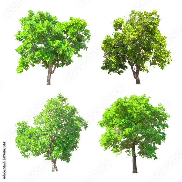 Fototapeta Isolated tree vector on white background.	