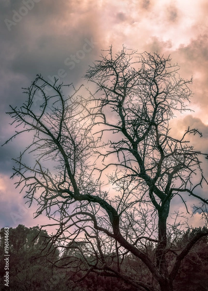 Obraz cloudy sky tree