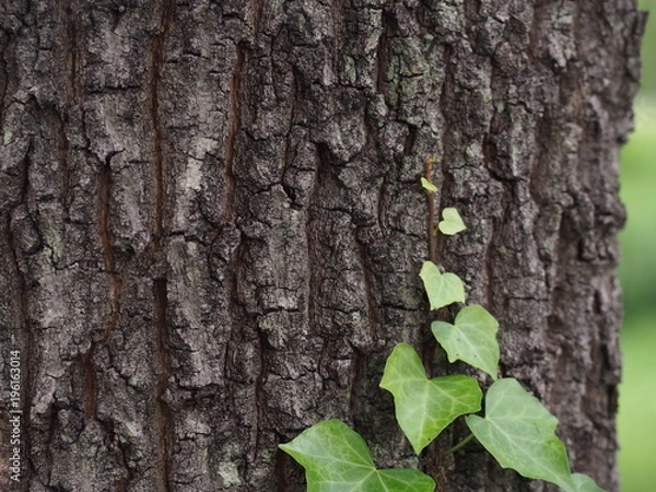 Obraz 森の木の樹皮に絡まるつたの葉