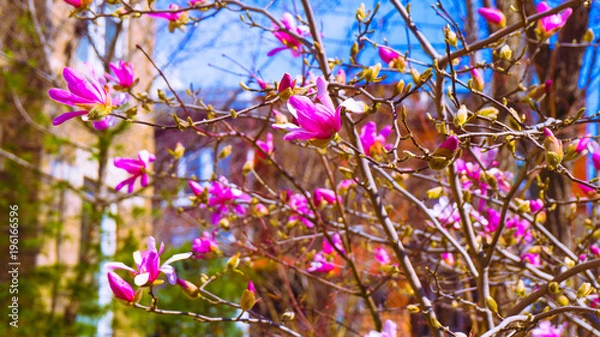 Obraz Washington DC Flowers 020