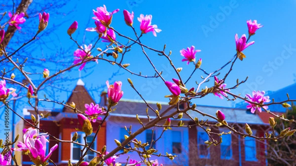 Obraz Washington DC Flowers 023