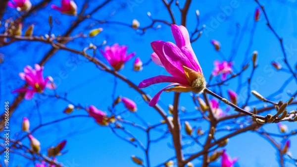 Obraz Washington DC Flowers 020