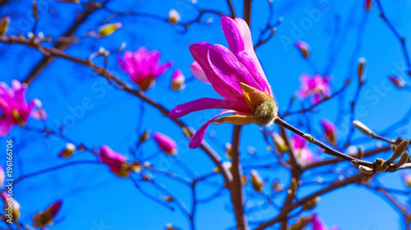 Obraz Washington DC Flowers 019