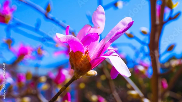 Obraz Washington DC Flowers 017