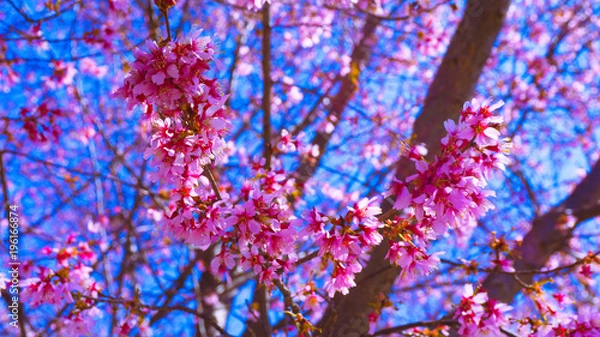 Obraz Washington DC Flowers 009