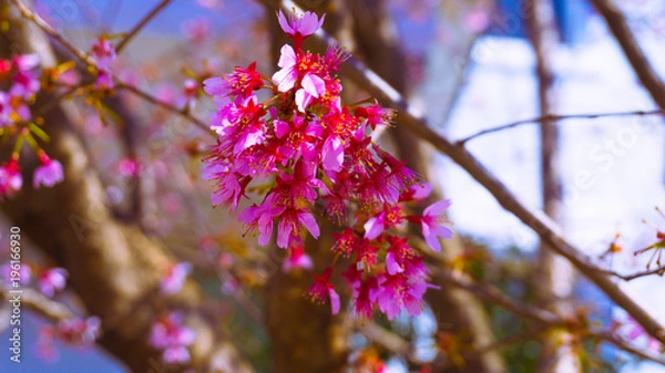 Obraz Washington DC Flowers 007