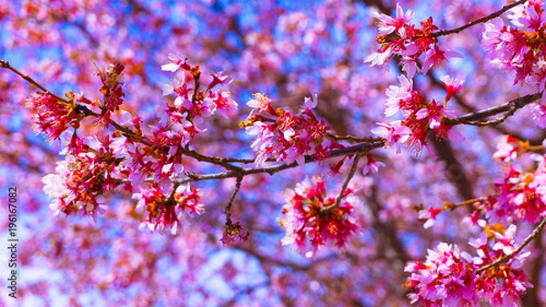 Obraz Washington DC Flowers 002