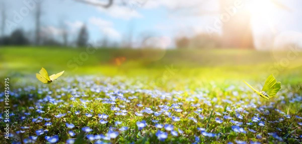 Obraz streszczenie wiosna natura Tło; wiosenny kwiat i motyl