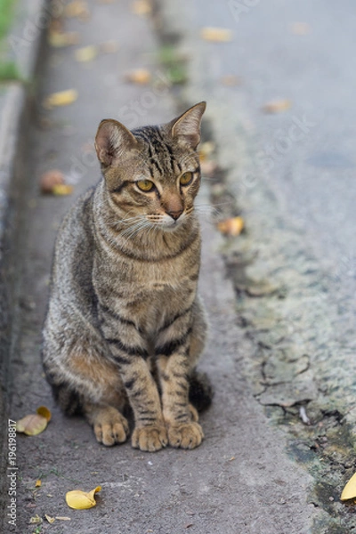 Obraz The cute domestic cat