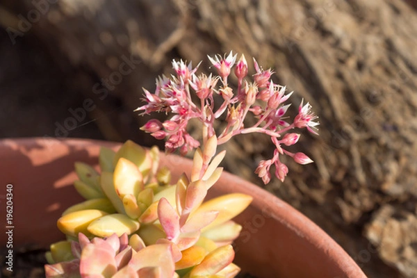 Obraz Succulent in Bloom