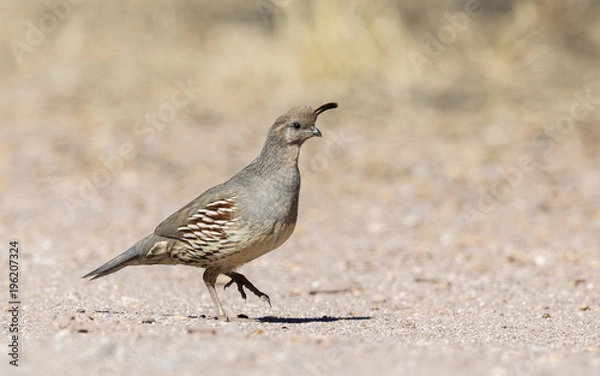 Fototapeta Female Gambell's Quail