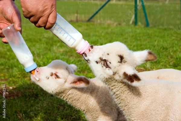 Fototapeta feeding time