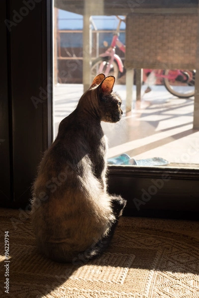 Fototapeta Waiting for spring, the cat looks out the window, in the backlight
