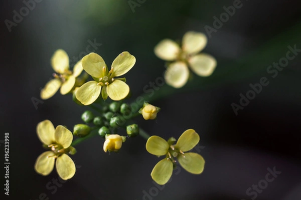 Obraz Yellow flowers Rounded with 4 petals