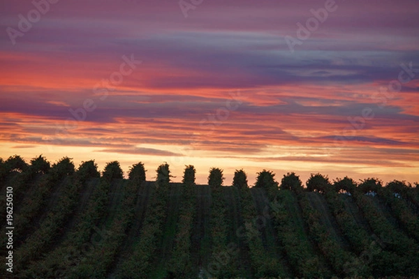 Obraz atardecer en el viñedo