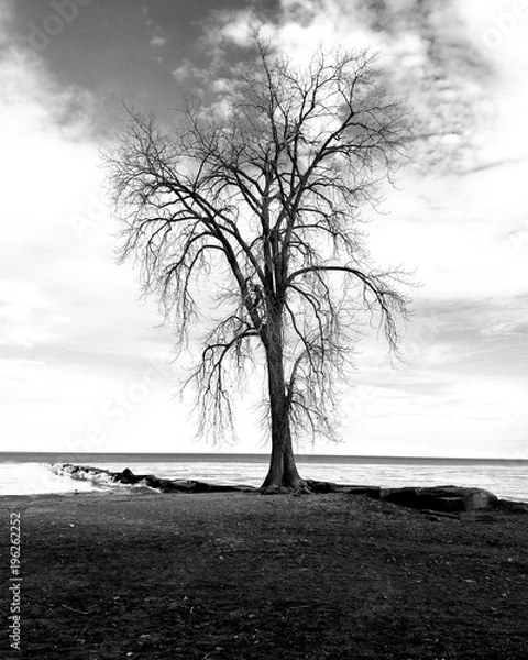 Fototapeta Tree without leaves