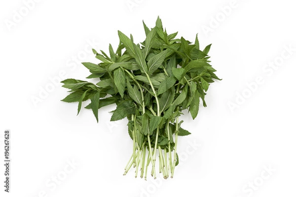 Obraz Vietnamese Mint