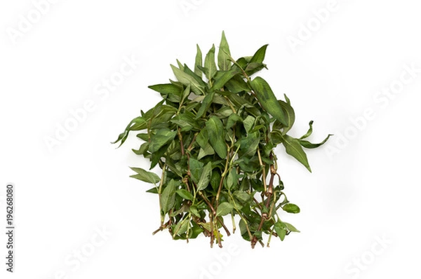 Obraz Vietnamese Coriander