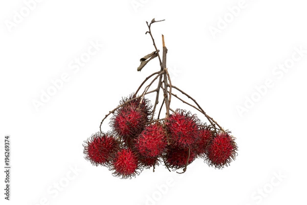 Obraz Rambutan