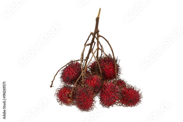 Obraz Rambutan