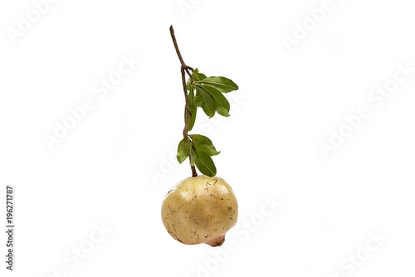 Obraz Yellow Pomegranate