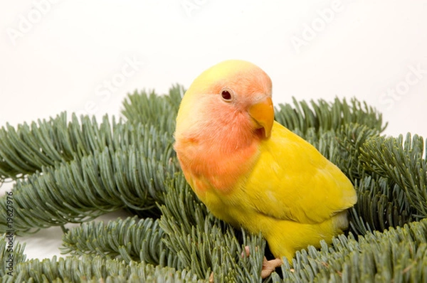 Fototapeta lovebird standing between the christmas bare twigs