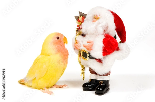 Obraz lovebird is looking at santa