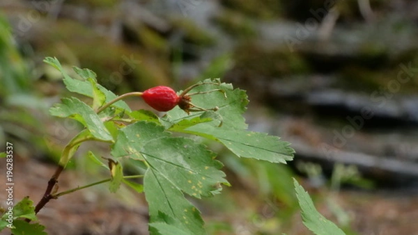 Obraz red poison berry