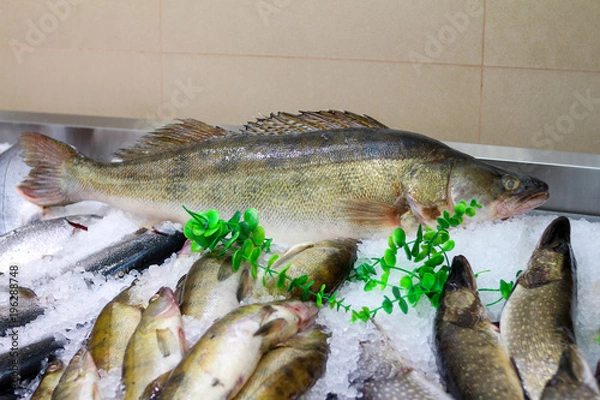 Obraz Судак Свежая рыба на льду с ценой