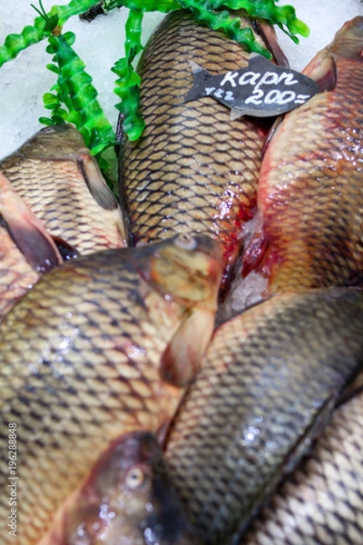 Obraz Карп Свежая рыба на льду с ценой