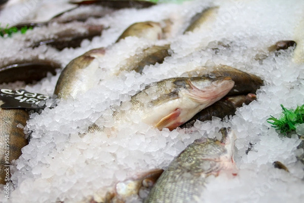 Obraz судак Свежая рыба на льду на рынке