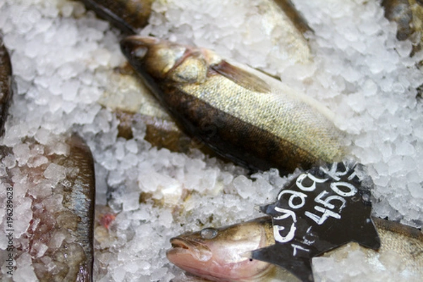 Obraz судак Свежая рыба на льду на рынке