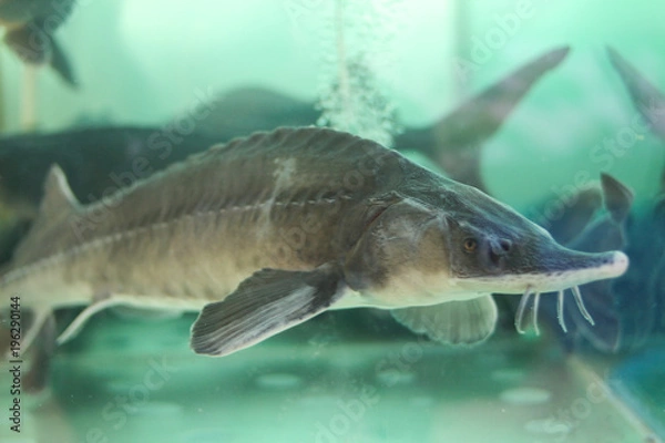 Obraz Живой осетр в аквариуме на рынке