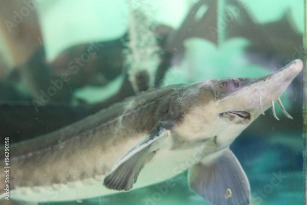 Obraz Живой осетр в аквариуме на рынке