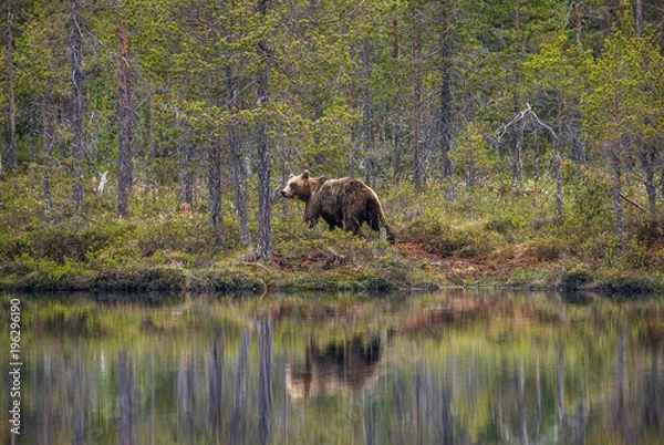 Fototapeta Bear near a forest lake with reflection on a beautiful forest background. Summer. Finland. 