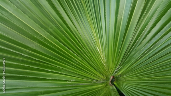 Fototapeta palm leaf leaves green color nature background wallpaper line detail curve
