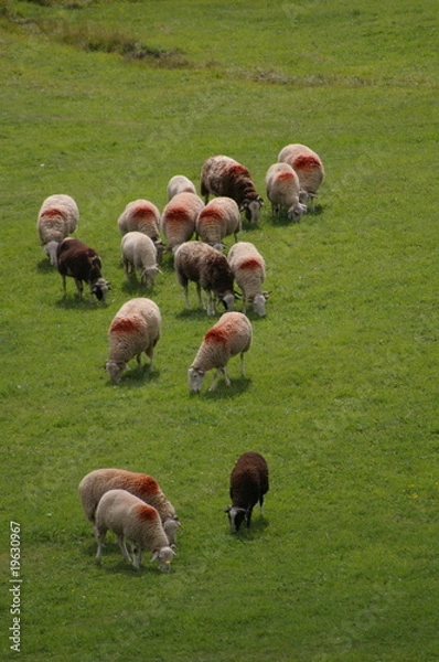 Fototapeta moutons