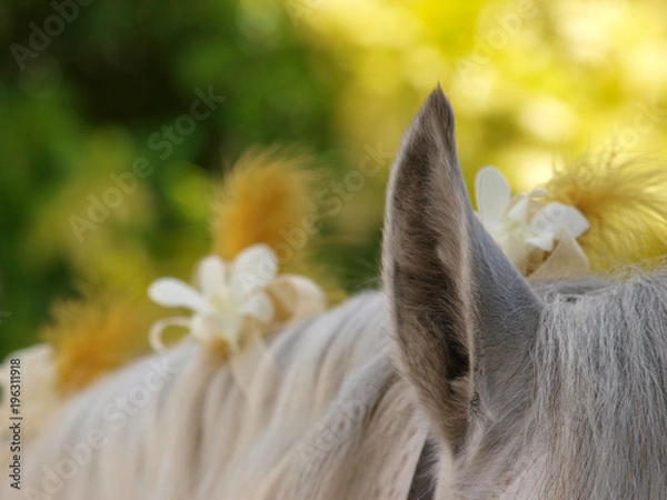 Obraz Decorated Horse Mane