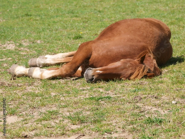 Obraz Sleeping Horse