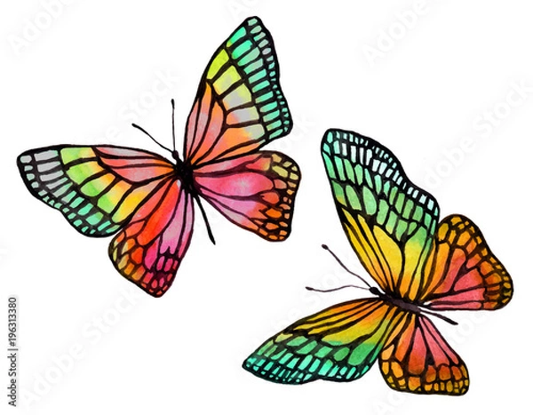 Obraz Illustration of watercolor butterflies with a black outline.