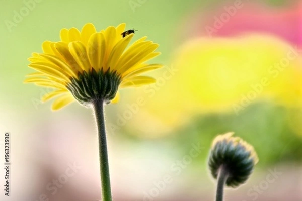 Fototapeta explotion de couleur 