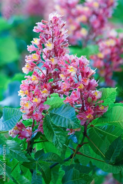 Obraz rosa kastanienblüte