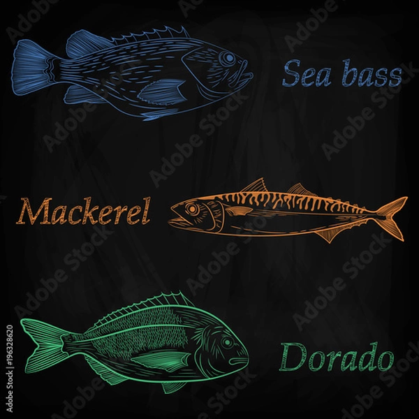 Fototapeta A set of painted sea fish. Mackerel, dorado, sea bass. Sketch of color pattern, vector illustration