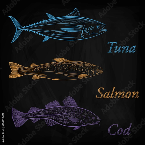 Fototapeta A set of painted sea fish. Salmon, tuna, cod. Sketch of color pattern, vector illustration
