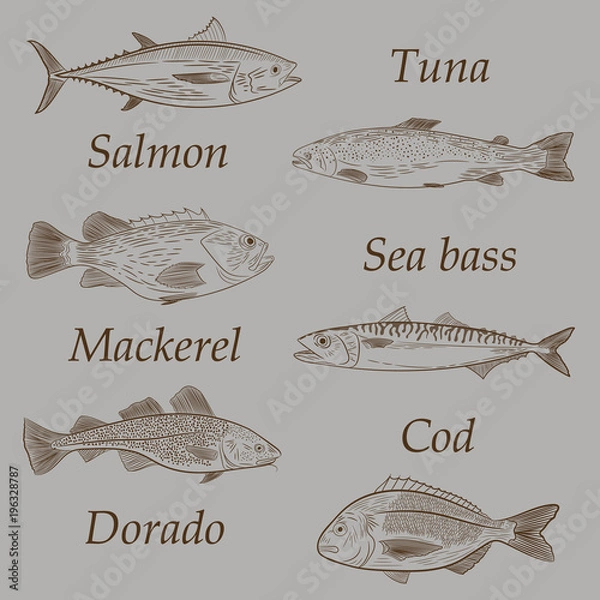 Obraz A set of popular sea fish swimming in a different direction. Tuna, cod, dorado, salmon, sea bass, mackerel. Sketch, vector illustration