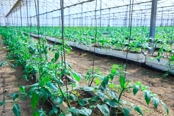Obraz Flowering plants of tomatoes growing in the pots, inside giant plantation of hydroponic greenhouse. Concept farming, food production. Somewhere in Portugal
