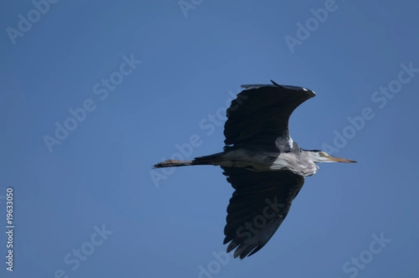 Fototapeta héron cendré