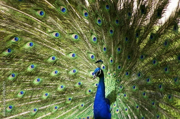 Fototapeta paon
